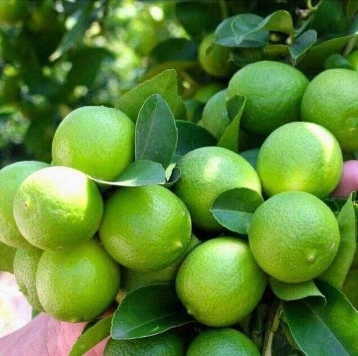 Image of GreenWorld Special All Time Big Size Desi Kolkata Pati Lemon /Nimboo (Pack Of 2 / Guti Kolom) Live Plant,Healthy & Air Layered Plant,''Fruit After 3 to 6 Month''