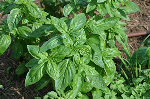 Sweet Italian Basil Seeds .03 oz.