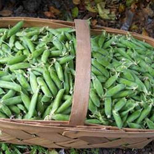 Miniatura 2 de Willet's Wonder English Pea - Muy prolíficos y sabrosos guisantes verdes dulcesMmmmm(25 - Semillas)