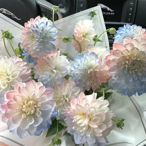 10 piezas Los tubérculos de dalia son bulbos de dalia resistentes jardín rocalla plantas resistentes dalia planta de dalia plantas decorativas para el jardín de la sala de estar plantas