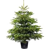 Gardeners Dream Echte Nordmanntanne im Topf Gewachsen - Nachhaltiger Weihnachtsbaum 120 cm - Real Christmas Tree - Echter Weihnachtsbaum im Topf - Nordmanntanne zum Pflanzen im Garten nach Weihnachten
