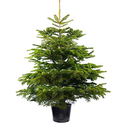Gardeners Dream Echte Nordmanntanne im Topf Gewachsen - Nachhaltiger Weihnachtsbaum 120 cm - Real Christmas Tree - Echter Weihnachtsbaum im Topf - Nordmanntanne zum Pflanzen im Garten nach Weihnachten