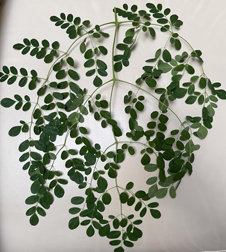 Fresh Moringa Drumstick Leaves - 300-400 leaves on the stem. Cert...