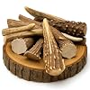 Deer Antler Crafting Tips, (12-Pack) Brow Tine Points for Jewelry Making, Key Chains, Home Decor, Native Crafts & Pendants #2