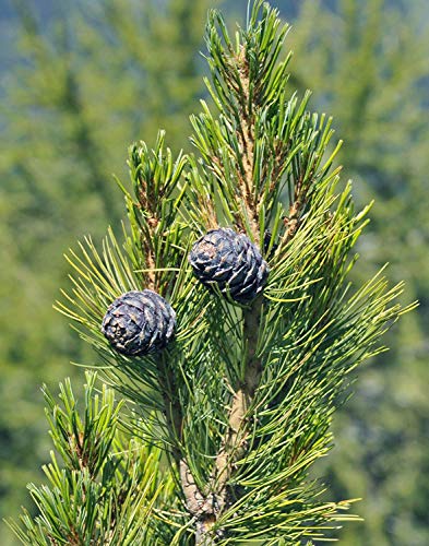 TOMHY Samen-Paket: Keim Seeds PLATFIRM-5 Samen von Pinus Cembra Zirbe Seed