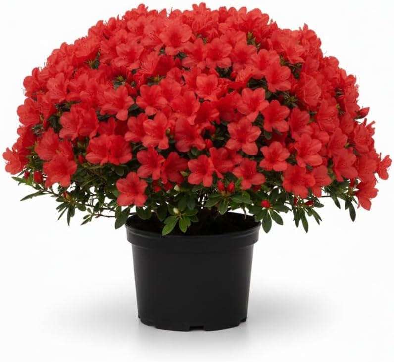 Red Azalea Plant in 4 Inch Pot, 8-10 Inch Tall, Azalea Bush Rhododendron Like Flowering Shrub with Vibrant Spring Blooms for Garden and Containers
