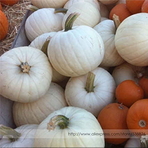 Moonshine Pumpkin Smooth Skinned White Pumpkin Seeds