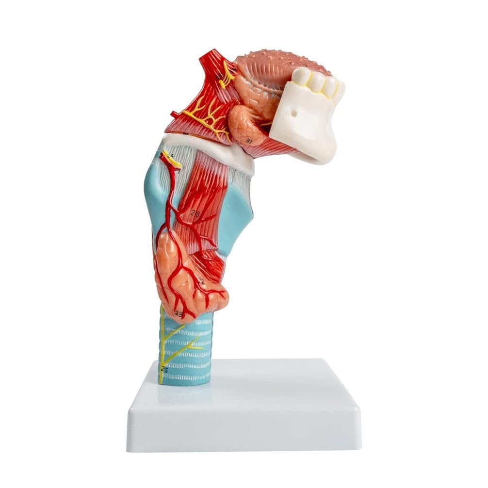 Model anatomii człowieka, naturalna struktura języka i gardła z zębami, tarczycą i krtanią do nauki edukacyjnej, anatomiczne narzędzie edukacyjne