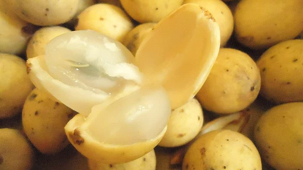 Ohhsome Rare Lansium Parasiticum Lanzones Langsat Tropical Fruit Plant (1 Healthy In Polybag) Exotic (Healthy Live Plant) (B09HN54HV5) Amazon Price History, Amazon Price Tracker