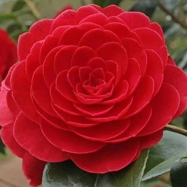 CAMELLIA FLOWER PLANT 62044 (B0BV7DS6PS) Amazon Price History, Amazon Price Tracker