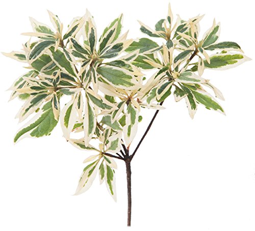 4.5 In. Qt. White Album Wintercreeper (Euonymus) Live Shrub, Green And White Foliage #TOP4