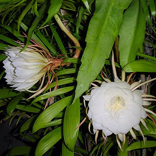 HERBALISM Brahma Kamal Queen of The Night Nishagandhi Brahmakamal Gul-e bakawali Epiphyllum oxypetalum 1 Live Plant. (B09739KC75) Amazon Price History, Amazon Price Tracker