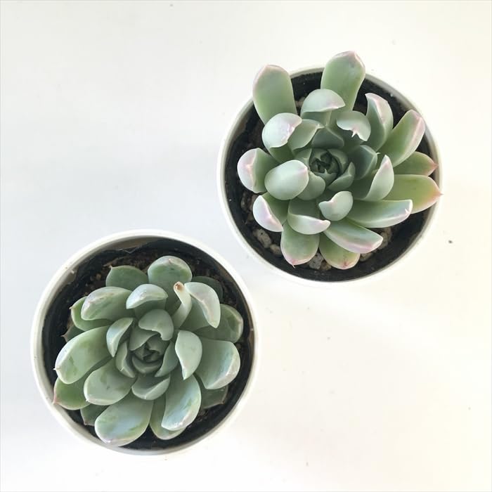 ***様 リンゼアナセット❤️ 4センチポット Amazon｜多肉植物 hxエケベリア アルビカンス×リンゼアナ 多肉植物