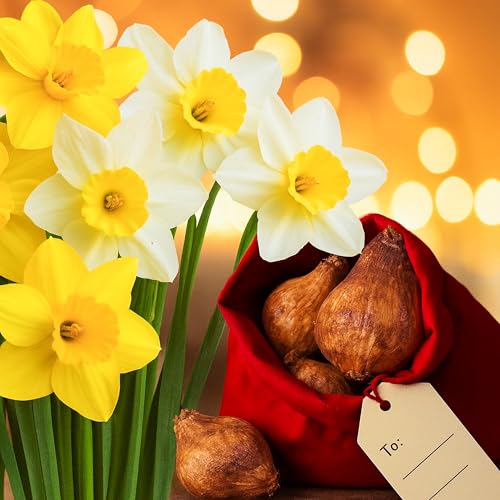 5 Daffodil Bulbs in Red Christmas Sack with Gift Tag, Mixed 