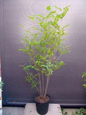 Amazon Co Jp シマトネリコ 株立ち 全長180cm前後 10号 鉢植え ホーム キッチン