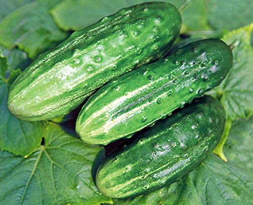 Nika Seeds - Vegetable Cucumber Elegant F1-20 Seeds #TOP3