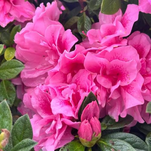Azalea Encore® Autumn Carnation®, 3 Gallon