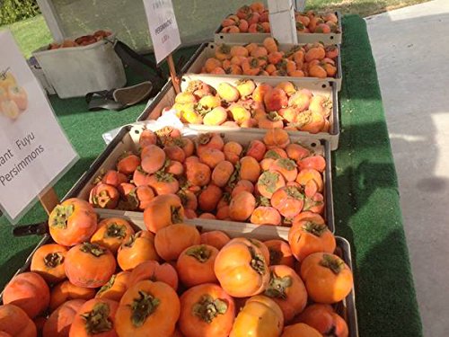 Bellacia Fresh Dilicious Fruit Organic Fuyu Persimmons 10 Lbs Box