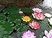 Lightingsky Artificial Floating Foam Lotus Flower Pond Decor Water Lily (6 Colours-1, Medium-18cm)