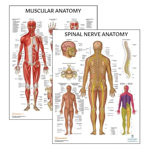 2 PACK Muscular and Spinal Nerves Anatomy Poster Set, LAMINATED, Anatomy and Physiology Poster, 17.3 x 22.5 Inches, Muscular System Diagram, Human Anatomical Chart, Spinal Nerves Poster