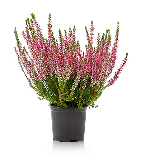 Verdecora Brezo | Calluna | Brecina | Arbusto resistente de colores llamativos | Planta natural de exterior (Maceta 13cm)