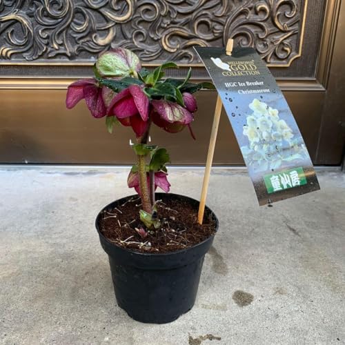 クリスマスローズ アイスブレーカー マキシー 大苗 5号