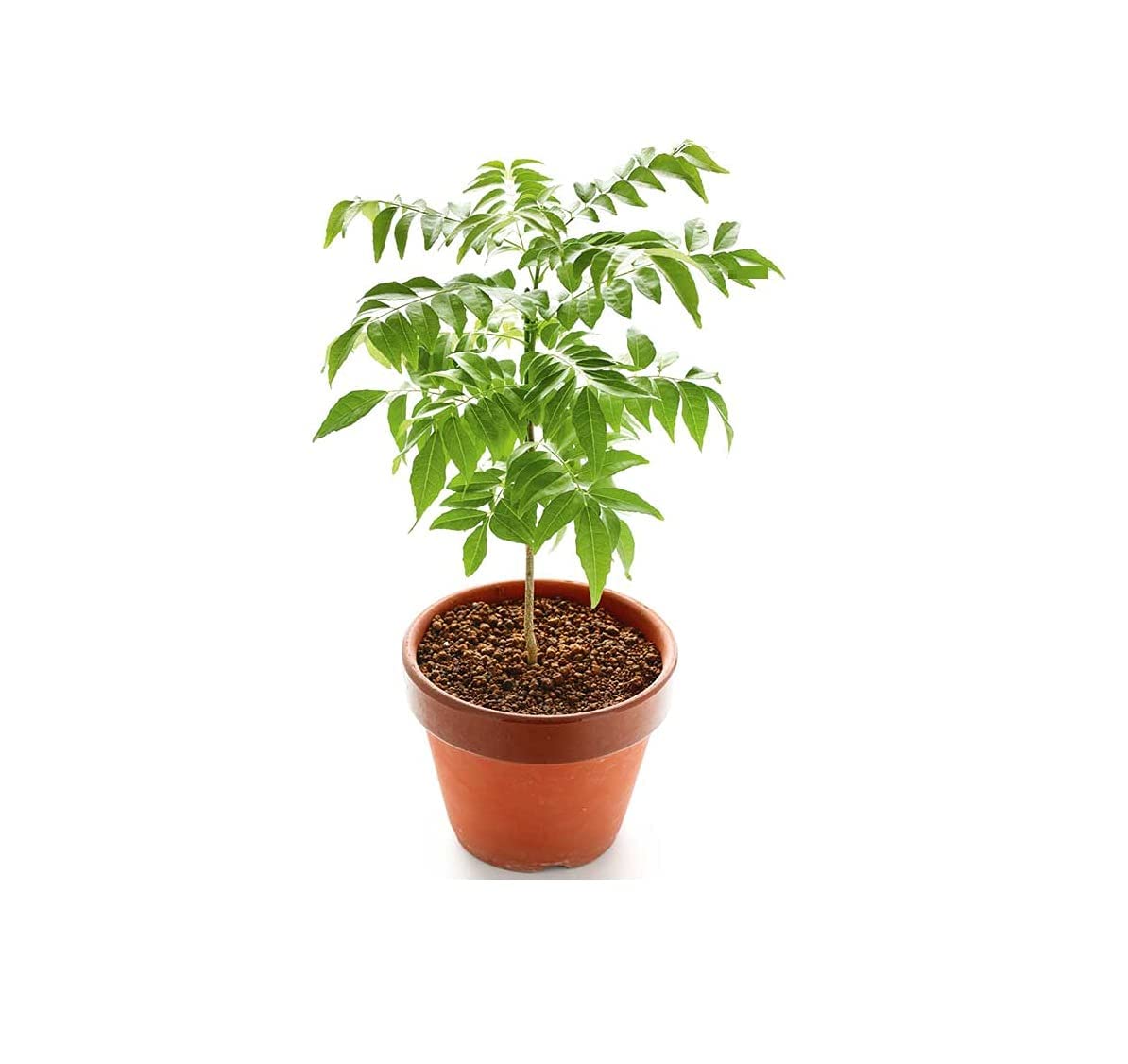 Gorgeous Glory Garden Live LIVE KADI PATTA PLANT,MURRAYA, CURRY LEAVES, MEETHI NEEM, SWEET NEEM,LIVE CURRY PLANT WITH BLACK PLASTIC POT (B0D4MN6XCF) Amazon Price History, Amazon Price Tracker