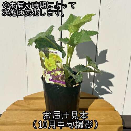Amazon.co.jp: 松村ナーセリーさんのカラーリーフ・クリスマスローズ 