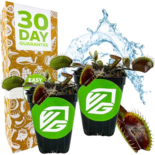Akai Ryu Venus Fly Trap (Red Dragon) Live Plant - Dionaea muscipula by Wellspring Gardens - Unique Plant - Red Trap Plant - Rare Starter Plant (2-Pack)