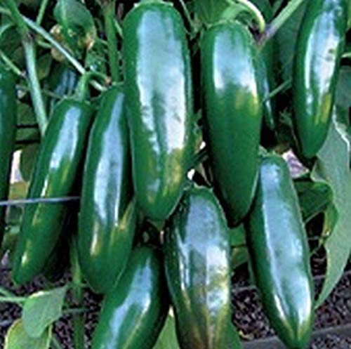 Amazon.com: Ixtapa X3R F1 Hybrid Jalapeño - Semillas de pimiento