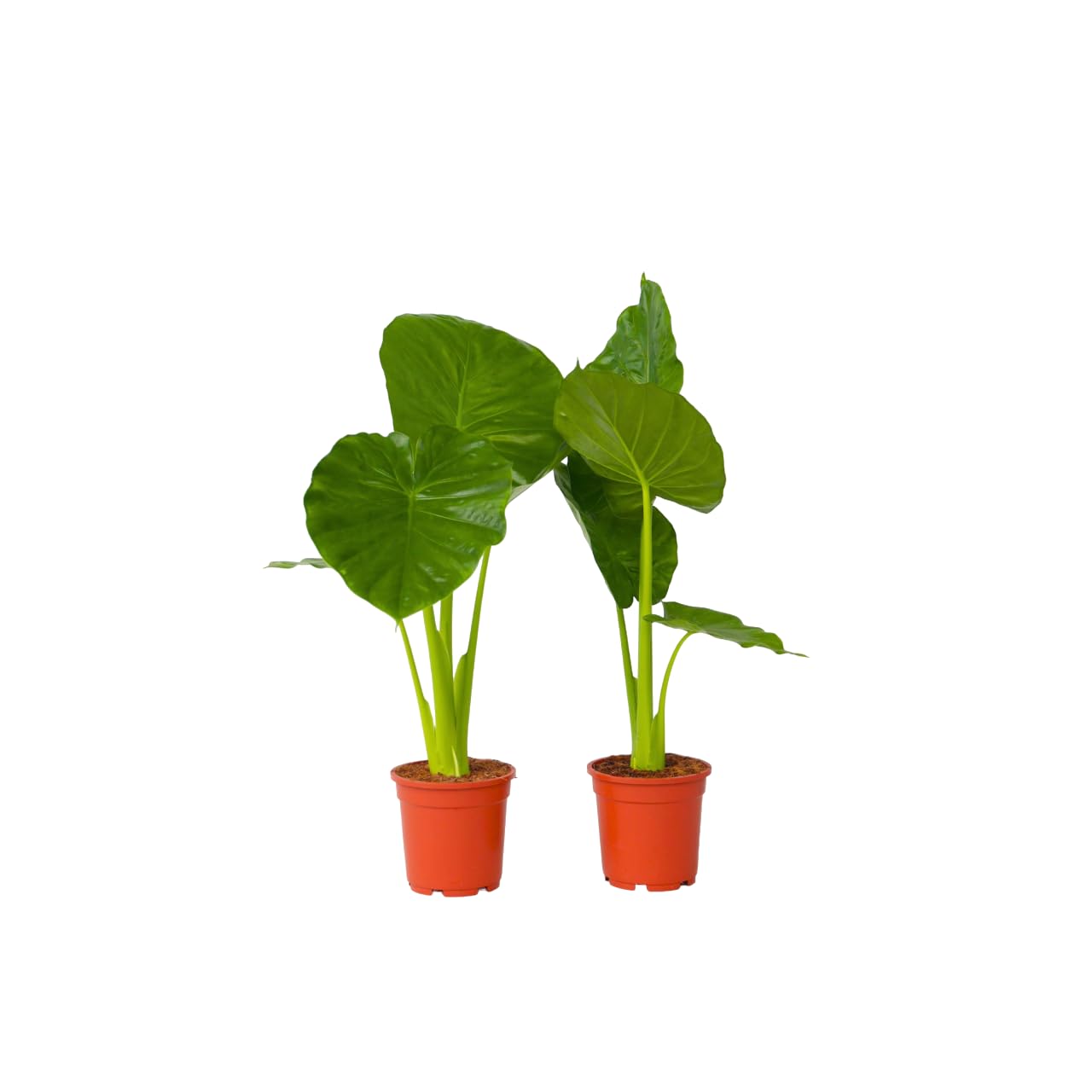 Plant in a Box - Alocasia Odora - Set di 2 - Bellissima Pianta verde da appartamento - Vaso 17cm - Altezza 55-75cm