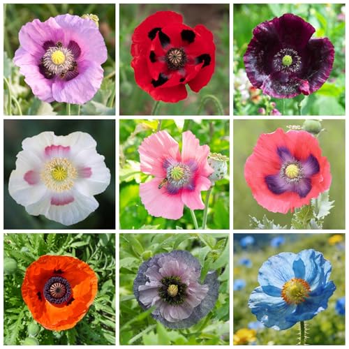 11000+ California Poppy Seeds for Planting - Aunnal California Poppy Open-Pollinated Non GMO Heirloom Seeds