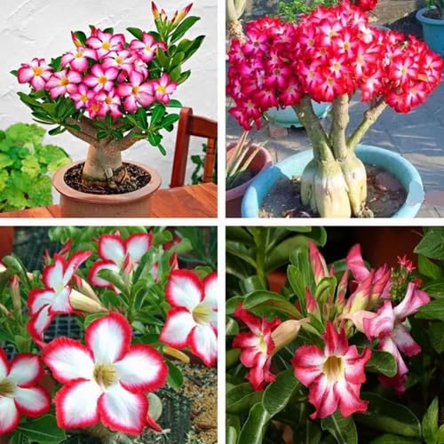 SeeGreen Flower Live Plant Rosy Adenium/Desert Rose Grafted Indoor Bonsai (Desert Rose) Mini (1 Live Bonsai Plant) Without pot (B0CYSW7R4F) Amazon Price History, Amazon Price Tracker