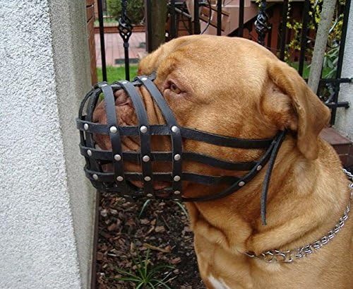 L&J Pets Uk Light leather Dog Muzzle for Dogue de Bordeaux and Bullmastiff and Other (Black Leather, DB1) - Image 2