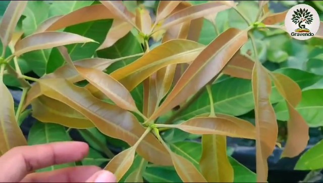 SEEDTREES Miyazaki Mango Tree Plant Hybrid Grafted Japanese Sweet Red Miyazaki Mango Tree Fruit Plant World Most Expensive Sweet Mango Fruit Tree Home Garden Plant (Red Colour)