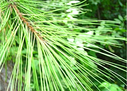 Qty 25 Organic Loblolly Pine | Pinus Taeda | Naturally Sprouted Starter Pine Tree Seedlings 6" To 12" Inch #TOP5