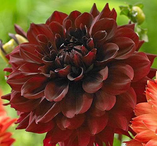 (5) Arabian Night Large Flowering Decorative Dahlia Tubers, Root Starts, Bulbs, SeedsBulbsPlants&More