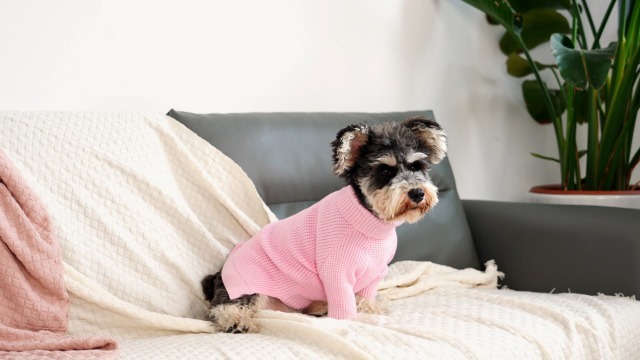 Maglione Per Cane KONVINIT Invernale - Per Taglie Piccole E Medie, Lavabile, Caldo E Morbido - Foto 5