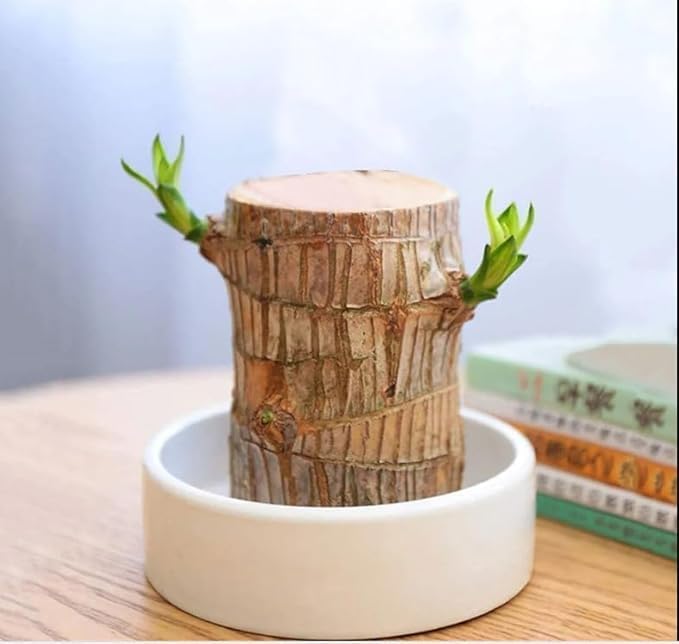FOX & FERN Brazilian Bamboo Lucky Wood Stick Good Luck Live Brazil Without Pot | Healthy Indoor Feng Shui Plants for Living Room & Home Office Decor (Without Leaves) (B0DHKG5278) Amazon Price History, Amazon Price Tracker