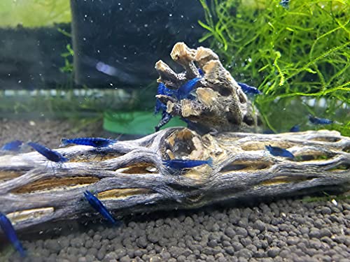 Natural Cholla Wood For Aquarium Decoration, Shrimp, Hermit Crab, Chew Toys For Small Pets (4 Inches Long(Pack Of 3)) #TOP3