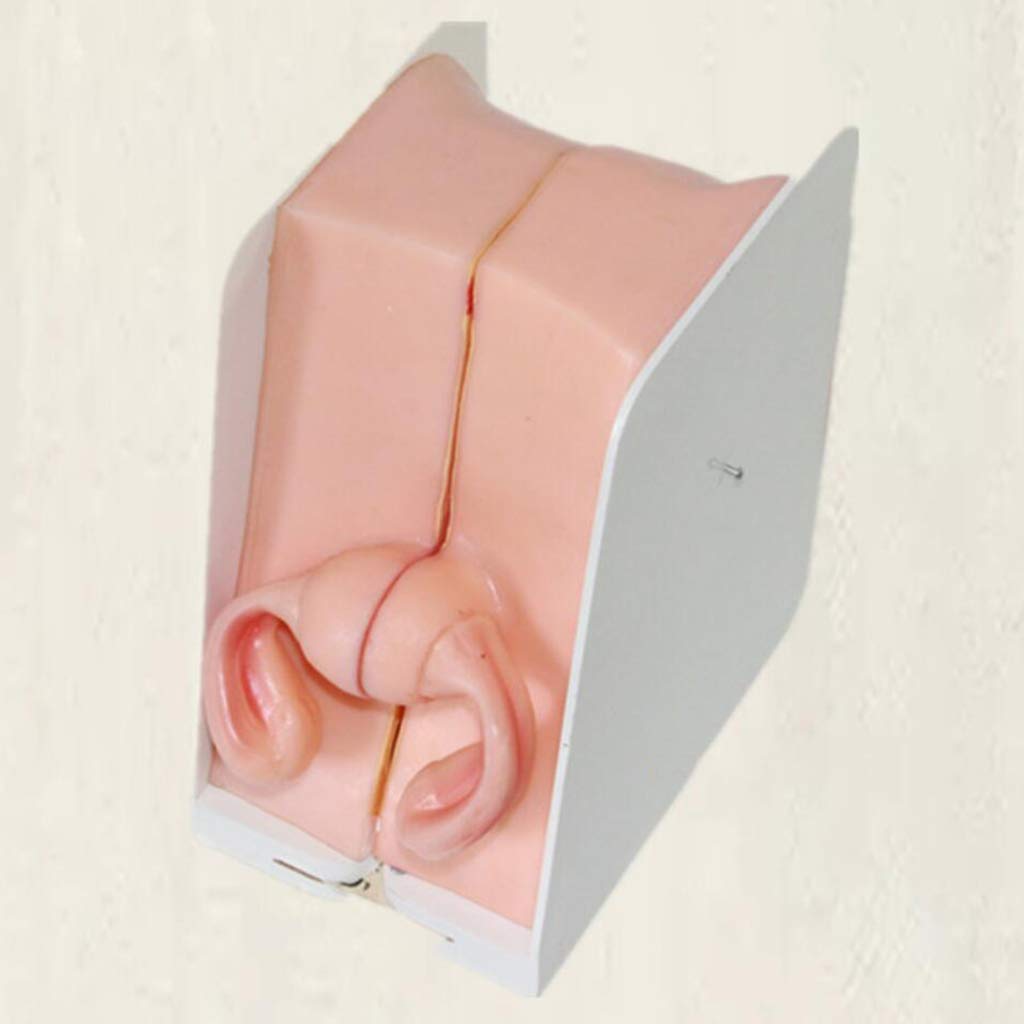 Modello di Allenamento di contraccezione Femminile - Modello di Modello di Assistente Medico - Modello di ginecologia Medica - in Vendita Modello di Studio didattico