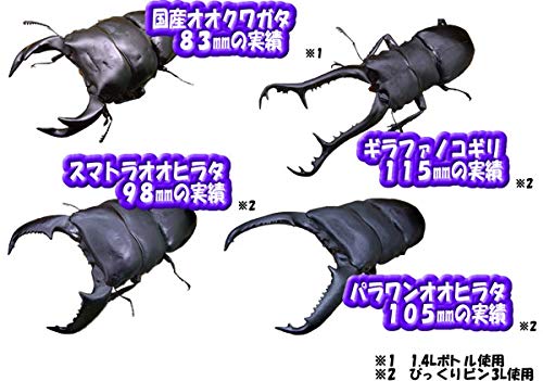 Amazon | 【3個セット】DORCUS 菌糸ビン オオヒラ茸菌 800cc クワガタ