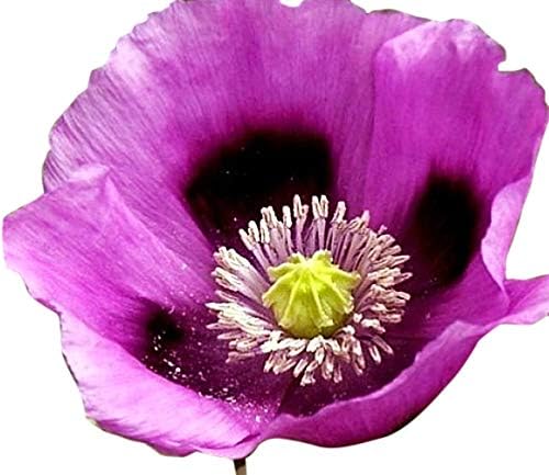 Semillas de amapola de pan húngaro