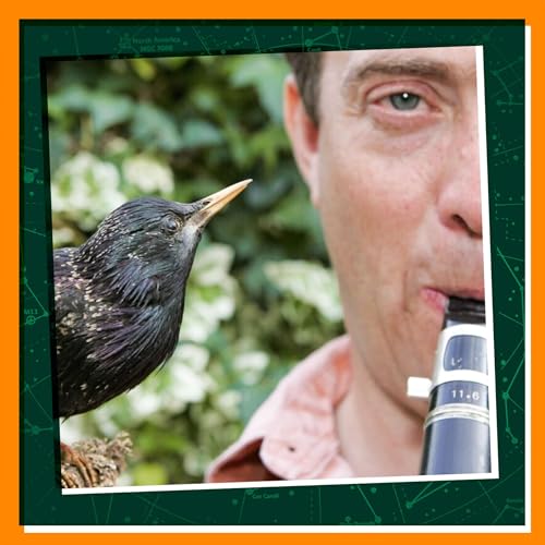 Replay: Make Some Animal Music cover art