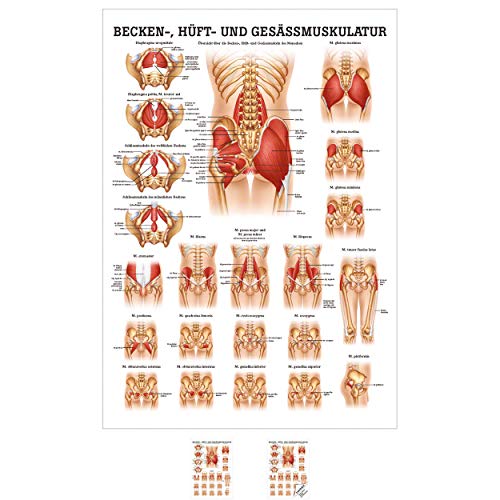 Sport-Tec Gesäss, Hüfte u. Beckenmuskulatur Mini-Poster Anatomie 34x24 cm med. Lehrmittel