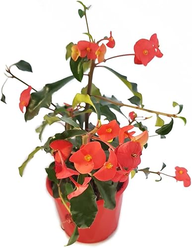 Euphorbia Geroldii - Plantas exóticas de cactus de 3.9 in