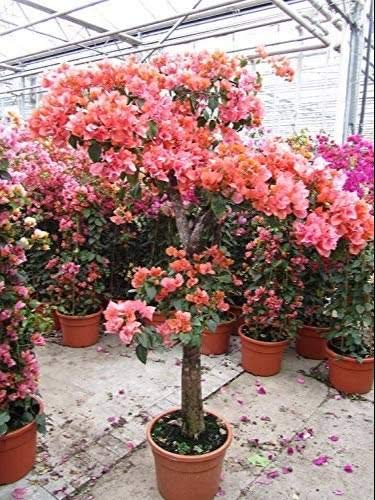 Indian Copperleaf Indian acalypha Kupi Kuppai-meni Kuppameni Harita-manjari Kuppi Kuppugida Mukta jhuri Sbeta Basanta Vanchi kanto Dadano Acalypha indica Living Plant in poly bag