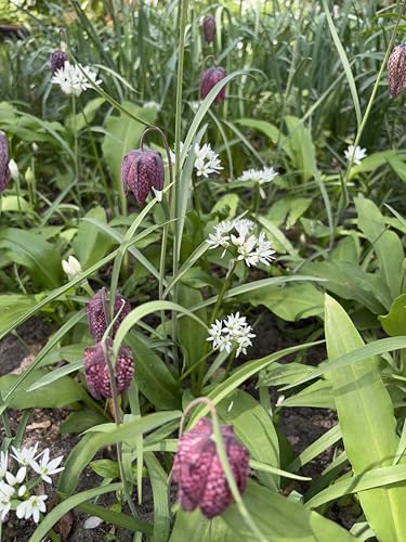 Allium Wild Garlic (Allium ursinum) - 10 Bulbs - Ready to Plant