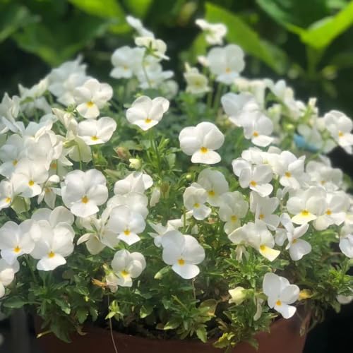 semillas violeta cornuda - Viola cornuta decoraciones de jardín de verano decoración jardín comprar 500pcs