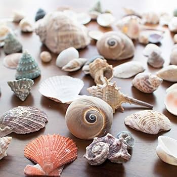 貝殻セット kaiyokobo_sh-0257